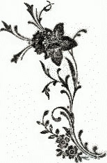 Daffodil etching